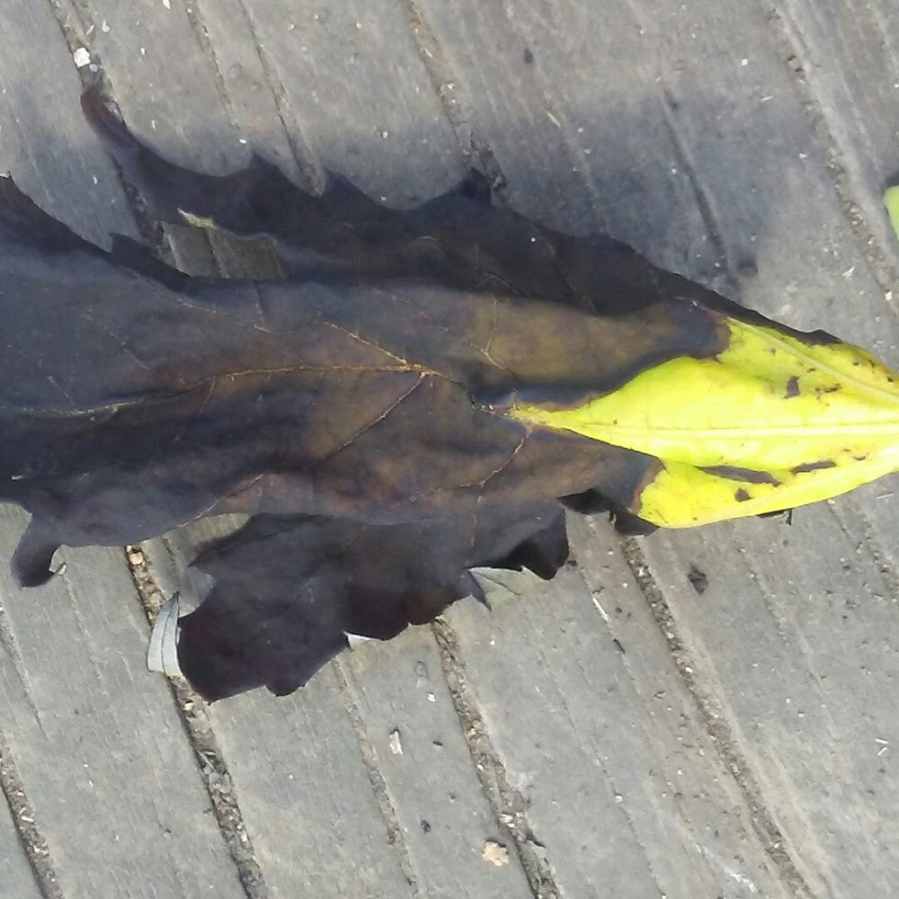 Meet your Posher, Mike